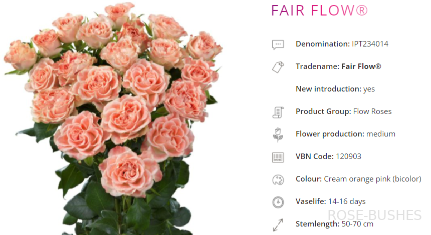 ����� ����. Fair Flow. (�����)
